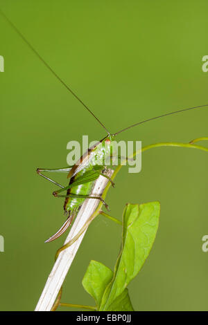 Kurz-winged Conehead, kurze winged Conehead (Conocephalus Dorsalis, Xiphidion Dorsalis, Xiphidion-Gruppe), Frau mit langen Legebohrer, Deutschland Stockfoto