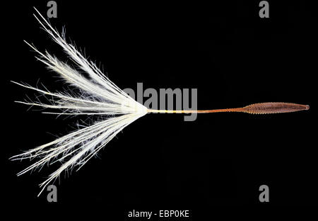 gemeinsamen Löwenzahn (Taraxacum Officinale), Makroaufnahme einer Früchte mit pappus Stockfoto