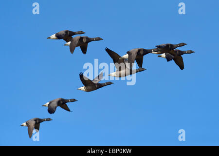 Ringelgans (Branta Bernicla), fliegende Truppe, Niederlande Stockfoto