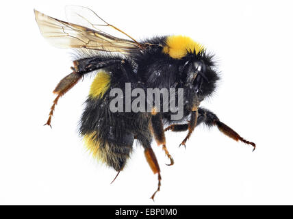 kleinen Garten Hummel (Bombus Hortorum), Makroaufnahme einer bescheidenen Biene, Ausschnitt Stockfoto