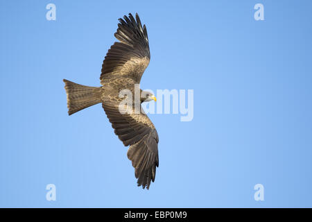 Eine wilde gelb-billed Kite (Milvus Parasitus) im Flug zeigt volle Gefieder Stockfoto