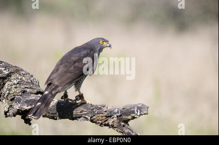 Captive afrikanischer Kuckuck Hawk (Aviceda Cuculoides) thront auf einem Ast Stockfoto