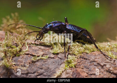 Carabus Problematicus (Carabus Problematicus), auf moosigen Rinde, Deutschland Stockfoto