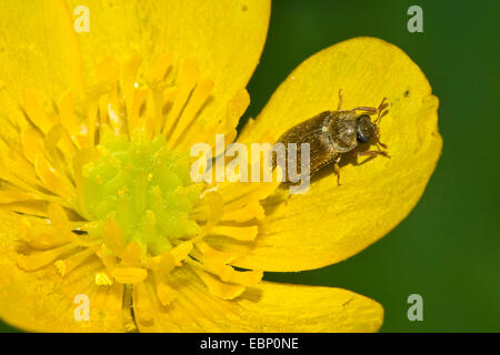 Europäischen Himbeer Fruitworm, Himbeer-Käfer (Byturus Tomentosus), auf einer Blume, Deutschland Stockfoto