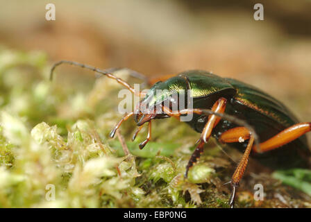 Goldenen Boden Käfer, vergoldeten Boden Käfer (Carabus Auratus), Porträt, Deutschland Stockfoto