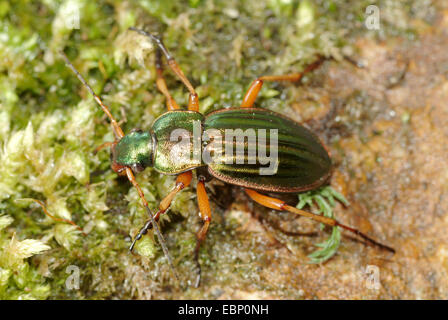 Goldenen Boden Käfer, vergoldeter Boden Käfer (Carabus Auratus), auf Moos, Deutschland Stockfoto