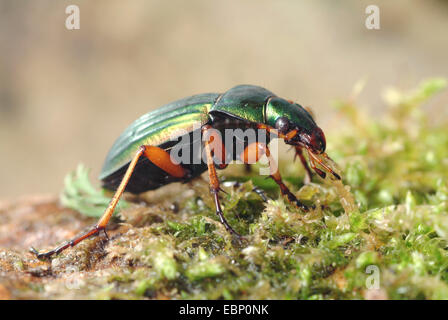 Goldenen Boden Käfer, vergoldeter Boden Käfer (Carabus Auratus), auf Moos, Deutschland Stockfoto