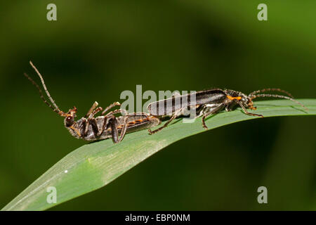 Soldat-Käfer (Cantharis Obscura), zwei Weichkäfer, einer von ihnen liegen auf dem Rücken, Deutschland Stockfoto