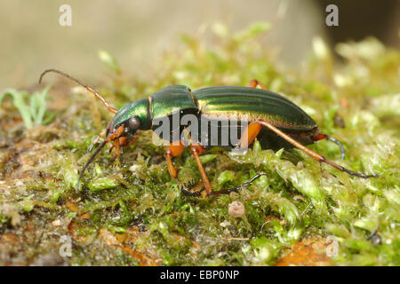 Goldenen Boden Käfer, vergoldeter Boden Käfer (Carabus Auratus), auf Moos, Deutschland Stockfoto