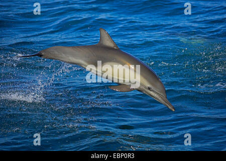 Langem Schnabel Gemeiner Delfin, langem Schnabel Delfin, Gemeiner Delfin, Saddleback Delphin, Criss-Cross-Delphin, Sanduhr Dolphin, Cape Delphin, gemeinsame Schweinswal, White-bellied Schweinswal (Delphinus Capensis), Sprung aus Meer, Mexico, Baja Kalifornien, Sea of Cortez Stockfoto