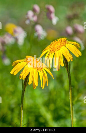 Europäische Arnika (Arnica Montana), blühen in einer Bergwiese, Oberbayern, Oberbayern, Bayern, Deutschland Stockfoto