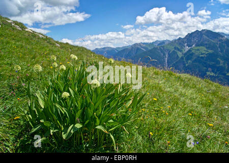 Lange verwurzelt Knoblauch, Sieg Zwiebel (Allium Victorialis), blühen in einer Bergwiese, Deutschland, Bayern, Oberbayern, Oberbayern, Ammergebirge Stockfoto