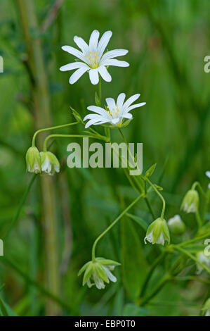 Easterbell Hahnenfußgewächse, größere Stitchwort (Stellaria Holostea), blühen, Deutschland, Nordrhein-Westfalen, Eifel Stockfoto