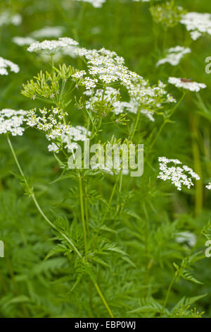 Goldene Kerbel (Chaerophyllum Aureum), blühen, Deutschland Stockfoto