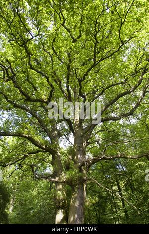 Stieleiche, pedunculate Eiche, Stieleiche (Quercus Robur), Blick auf die Krone von unten, Deutschland Stockfoto