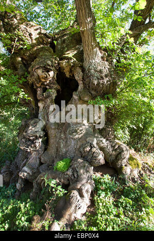 Europäische Ulme, Europäische weiße Ulme (Ulmus Laevis), alte Trunkk mit Baumhöhlen, Deutschland Stockfoto