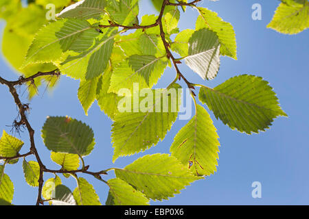 Europäische Ulme, Europäische weiße Ulme, flattern Elm, Verbreitung von Elm, russische Ulmen (Ulmus Laevis, Ulmus Effusa) verzweigen gegen blauen Himmel, Deutschland Stockfoto