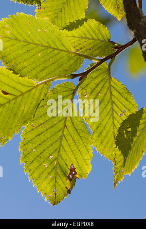 Europäische Ulme, Europäische weiße Ulme, flattern Elm, Verbreitung von Elm, russische Ulmen (Ulmus Laevis, Ulmus Effusa) verzweigen gegen blauen Himmel, Deutschland Stockfoto