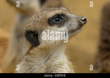 Suricate, schlank-tailed Erdmännchen (Suricata Suricatta), Porträt, Südafrika Stockfoto