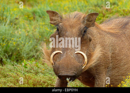 Kap-Warzenschwein, Somali Warzenschwein, Wüste Warzenschwein (Phacochoerus Aethiopicus), Tusker, Südafrika Stockfoto