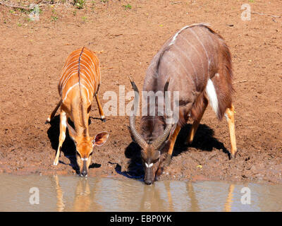 Nyala (Tragelaphus Angasi), männliche und weibliche an der Wasserstelle, Südafrika Stockfoto