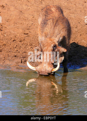 Cape Warzenschwein, Somali Warzenschwein, Wüste Warzenschwein (Phacochoerus Aethiopicus), Tusker trinken an der Wasserstelle, Südafrika, Mkuze Game Reserve Stockfoto