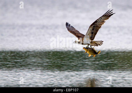 Fischadler, Fisch Hawk (Pandion Haliaetus), fliegen über einen See mit einem gefangenen Fisch in seinen Klauen, Deutschland, Brandenburg Stockfoto