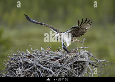 Fischadler, Fisch Hawk (Pandion Haliaetus), Weibchen auf dem Nest mit Beute, Finnland Stockfoto