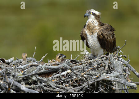 Fischadler, Fisch Hawk (Pandion Haliaetus), Weibchen mit Küken auf dem Nest, Finnland Stockfoto