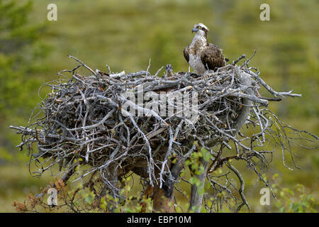 Fischadler, Fisch Hawk (Pandion Haliaetus), Weibchen mit Küken auf dem Nest, Finnland Stockfoto