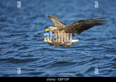 Meer Seeadler (Haliaeetus Horste), Jagd, kurz vor greifen die Beute, Norwegen Stockfoto