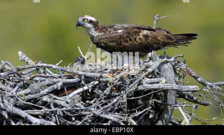 Fischadler, Fisch Hawk (Pandion Haliaetus), Weibchen auf dem Nest mit Küken, Finnland Stockfoto