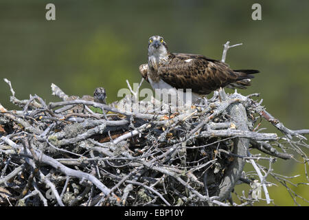 Fischadler, Fisch Hawk (Pandion Haliaetus), Weibchen auf dem Nest mit Küken, Finnland Stockfoto