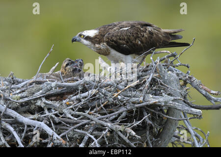 Fischadler, Fisch Hawk (Pandion Haliaetus), Weibchen auf dem Nest Fütterung der Küken, Finnland Stockfoto