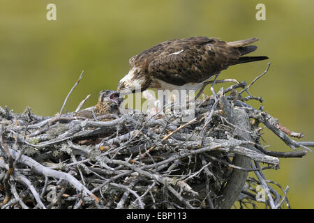 Fischadler, Fisch Hawk (Pandion Haliaetus), Weibchen auf dem Nest Fütterung der Küken, Finnland Stockfoto