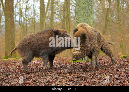 Wildschwein, Schwein, Wildschwein (Sus Scrofa), kämpfen Tuskers, Deutschland, Baden-Württemberg Stockfoto