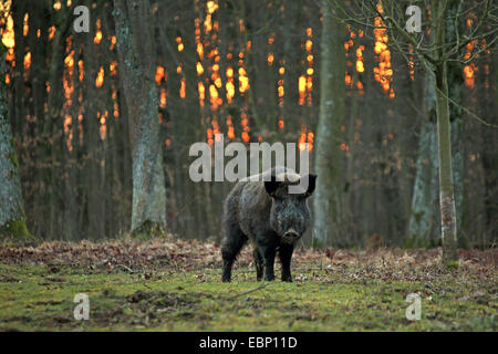 Wildschwein, Schwein, Wildschwein (Sus Scrofa), Tusker im Winter auf einer Lichtung im Abendlicht, Deutschland, Baden-Württemberg Stockfoto