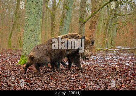 Wildschwein, Schwein, Wildschwein (Sus Scrofa), kämpfen Tuskers, Deutschland, Baden-Württemberg Stockfoto