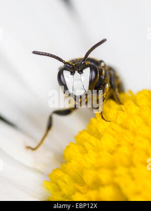 Gipser Biene, Polyester Biene (Hylaeus Nigritus), Hylaeus Biene männlich auf Ochsen-Auge Daisy Blume, Deutschland Stockfoto