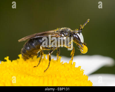 Gipser Biene, Polyester Biene (Hylaeus Nigritus), Hylaeus Biene männlich mit einem Tropfen in den Mund auf Ochsen-Auge Daisy Blume, Deutschland Stockfoto