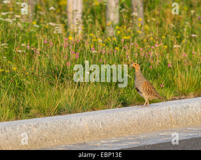 Rebhuhn (Perdix Perdix), stehend auf einem Bordstein an einem Straßenrand, Deutschland Stockfoto