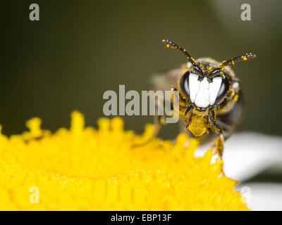 Gipser Biene, Polyester Biene (Hylaeus Nigritus), Hylaeus Biene männlich mit einem Tropfen in den Mund auf Ochsen-Auge Daisy Blume, Deutschland Stockfoto