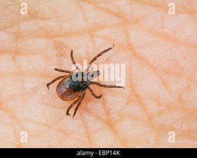 Europäische Rizinuspflanze Tick, europäischen Schafe Zecke (Ixodes Ricinus), Weiblich auf der menschlichen Haut, Deutschland Stockfoto