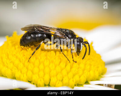 Gipser Biene, Polyester Biene (Hylaeus Nigritus), Hylaeus Biene männlich Futtersuche auf Ochsen-Auge Daisy Blume, Deutschland Stockfoto