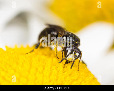 Gipser Biene, Polyester Biene (Hylaeus Nigritus), Hylaeus Biene männlich Futtersuche auf Ochsen-Auge Daisy Blume, Deutschland Stockfoto