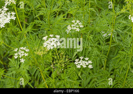 Goldene Kerbel (Chaerophyllum Aureum), blühen, Deutschland Stockfoto