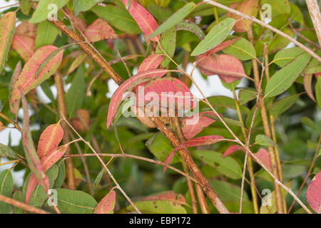 Longbeak Eukalyptus, River Redgum, River Red Gum (Eucalyptus Camaldulensis), Zweig Stockfoto