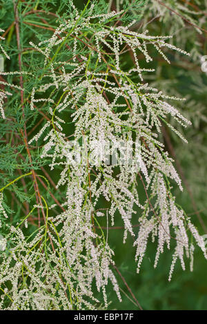 Rosa, Tamariske, Tamariske, Tamarix, Tamariske Baum, fünf Staubblätter Tamarix, Saltcedar, Salz Zeder (Tamarix Ramosissima), blühen Stockfoto