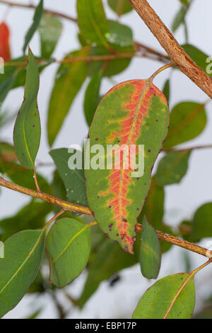 Longbeak Eukalyptus, River Redgum, River Red Gum (Eucalyptus Camaldulensis), Zweig Stockfoto