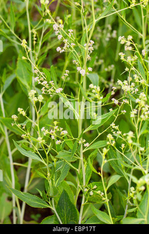 Dittander, ausdauernde Kresse, breit-Blatt Pfeffer-Grass, breitblättrige Kresse, Feldkresse, ausdauernde Kresse, Peppergrass, Diptam, hoch auf (Lepidium Latifolium, Cardaria Latifolia), blühen, Deutschland Stockfoto